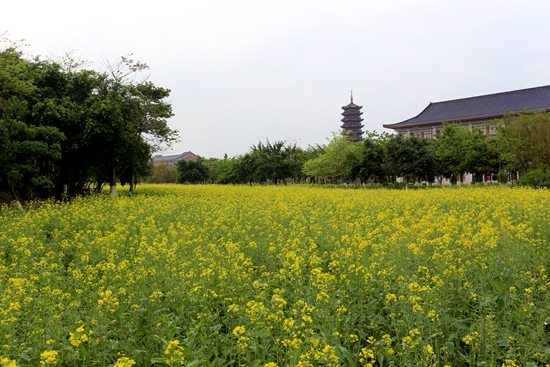 平整校区荒地并种植油菜花.jpg