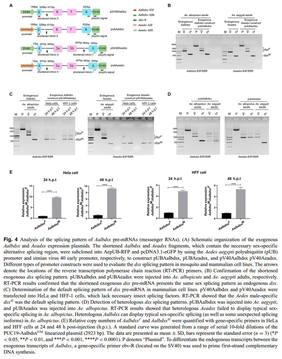 Alternative Splicing Patterns Of Doublesex Reveal A Missing Link