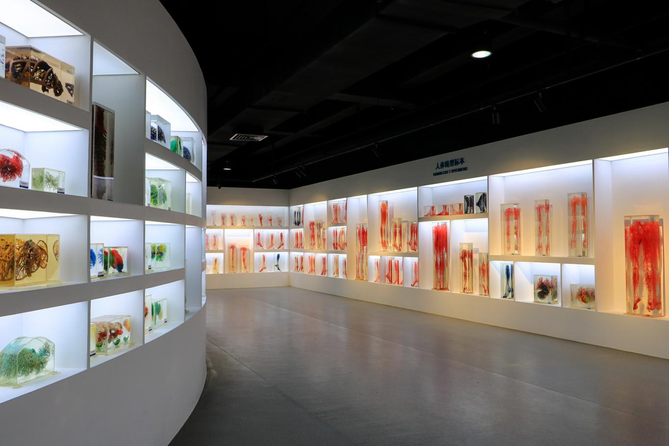 南方医科大学人体科学馆铸型标本展区